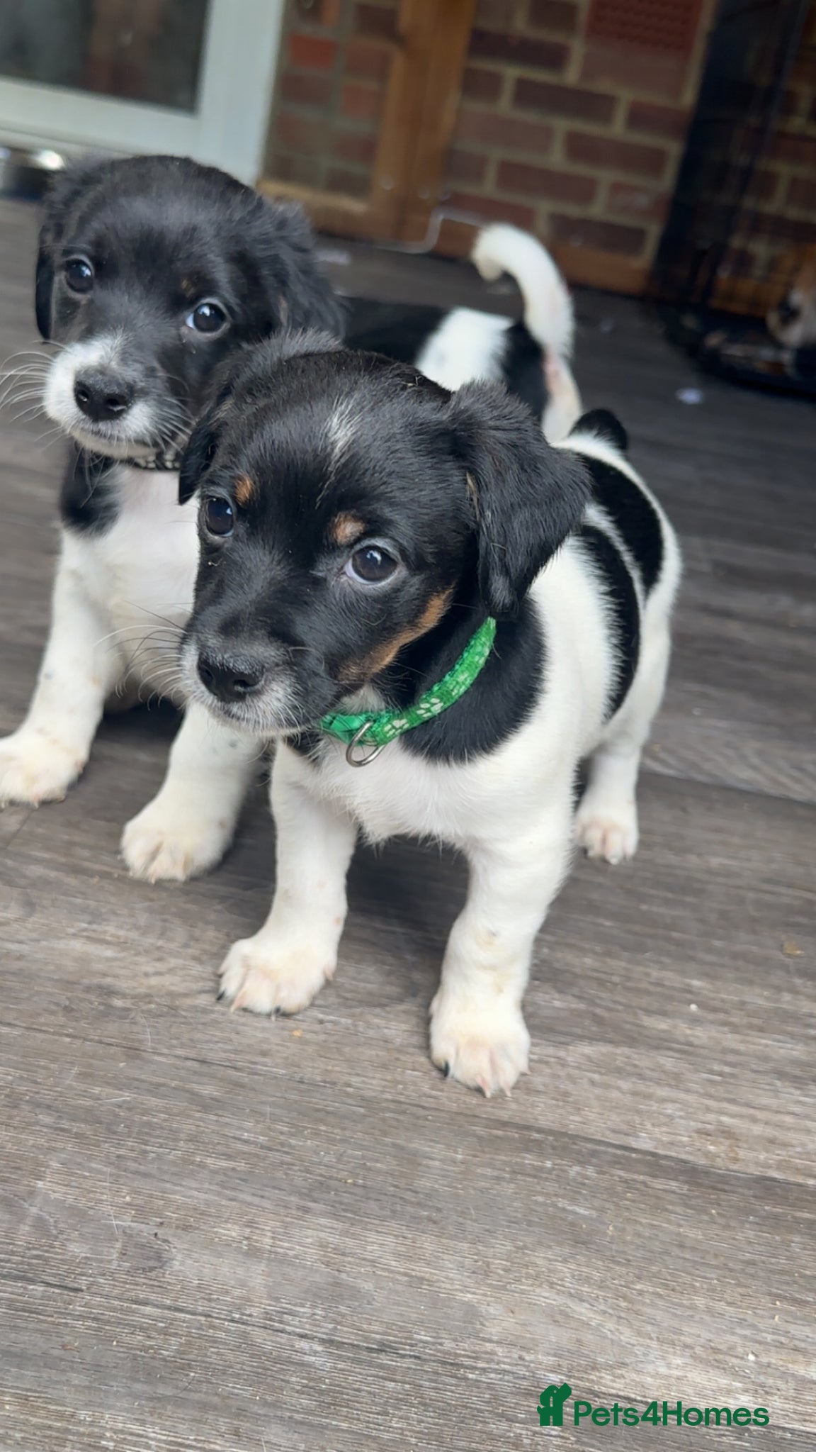 Jack Russell dogs £400 Stunning jack Russel puppies  - Advert 7