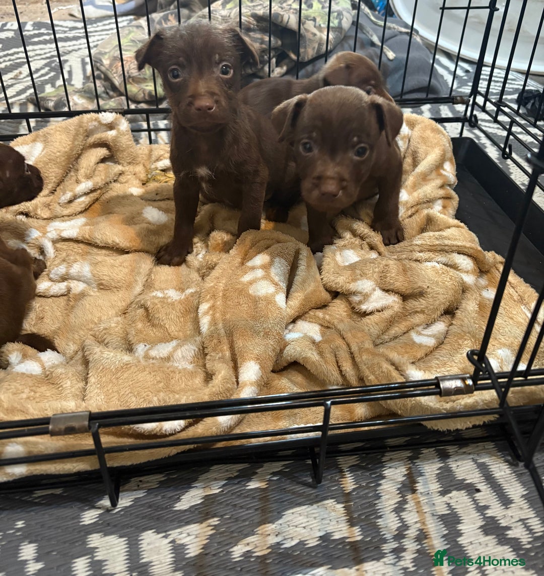 Patterdale Terrier dogs for sale: Patterdale Terrier pups  - Advert 14