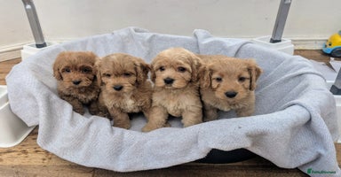 Cockapoo dogs - Advert 7