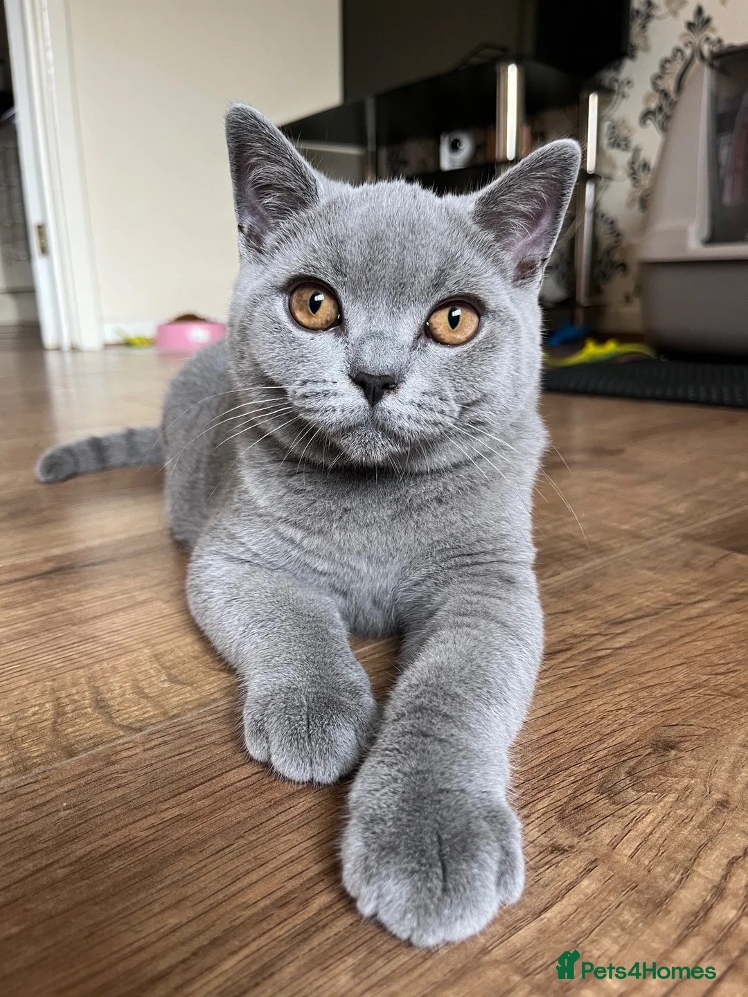 British Shorthair cats for sale: GCCF reg blue boy & lilac girl available 🩵💜 - Advert 1