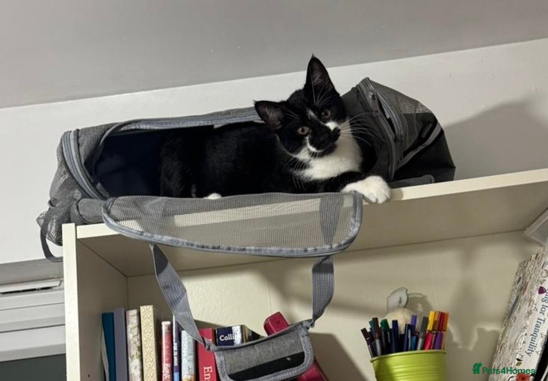 Domestic Shorthair cats for sale: 3 males kittens - Advert 4