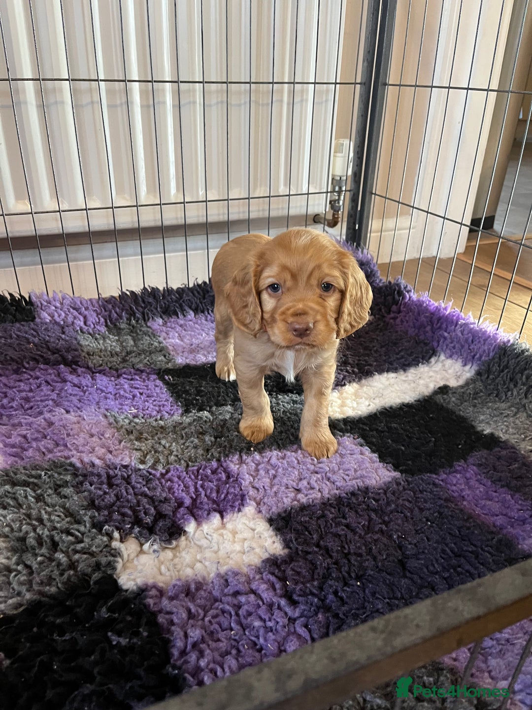 Cocker Spaniel dogs for sale: Cocker spaniel puppies - Image 27