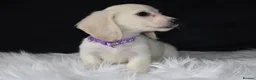 Miniature Dachshund dogs for sale: KC Registered Cream Miniature Longhairesd - Advert 4