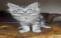 Maine Coon cats for sale: LRC MCS - ONE BLACK SMOKE FEMALE AVAILABLE - Image 12