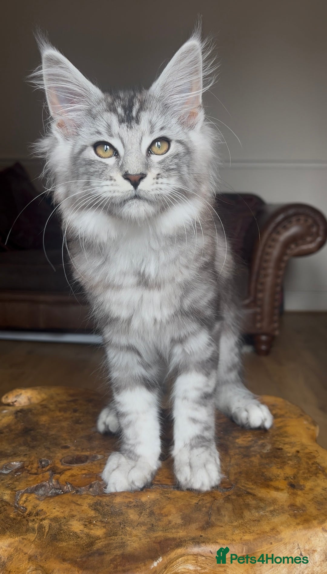 Maine Coon cats for sale: LRC MCS - ONE BLACK SMOKE FEMALE AVAILABLE - Image 12