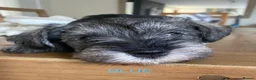 Miniature Schnauzer dogs for sale: Miniature Schnauzer Puppies - Advert 3