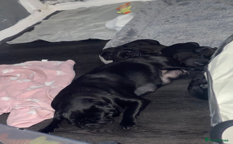 Frug dogs 5 pug puppies  - Advert 1