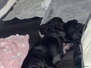 Frug dogs for sale: 5 pug puppies - Advert 1