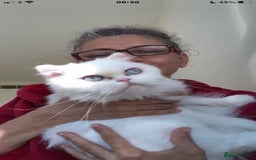 Persian cats for adoption: PRINCESS IS A CAT THAT WANT CUDDLES ALL DAY LONG ! - Image 1