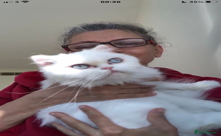 Persian cats - Advert 2