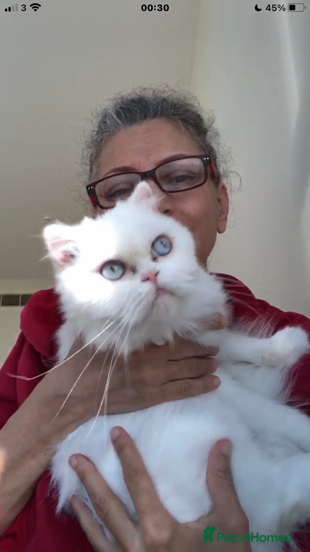 Persian cats for adoption: PRINCESS IS A CAT THAT WANT CUDDLES ALL DAY LONG ! - Image 1
