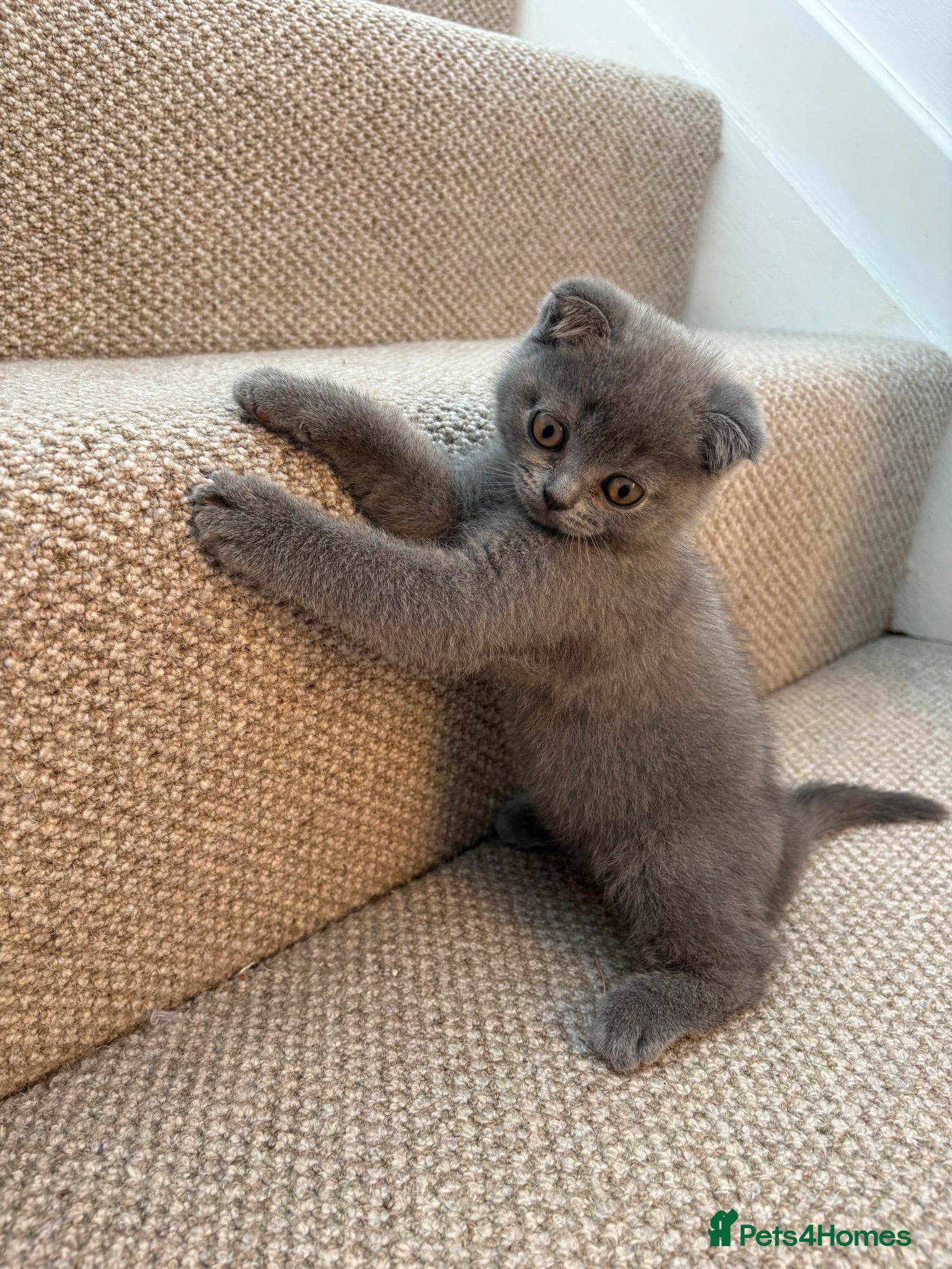 Scottish Fold cats Adorable scottish fold for sale  - Advert 15