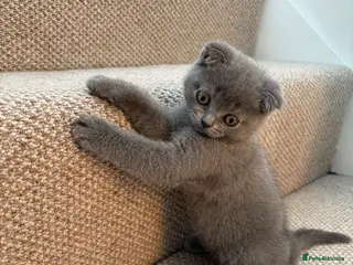 Scottish Fold cats Adorable scottish fold for sale - Advert 15