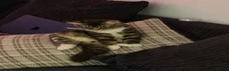 Mixed Breed cats for sale: Kittens looking for a forever home  - Advert 12