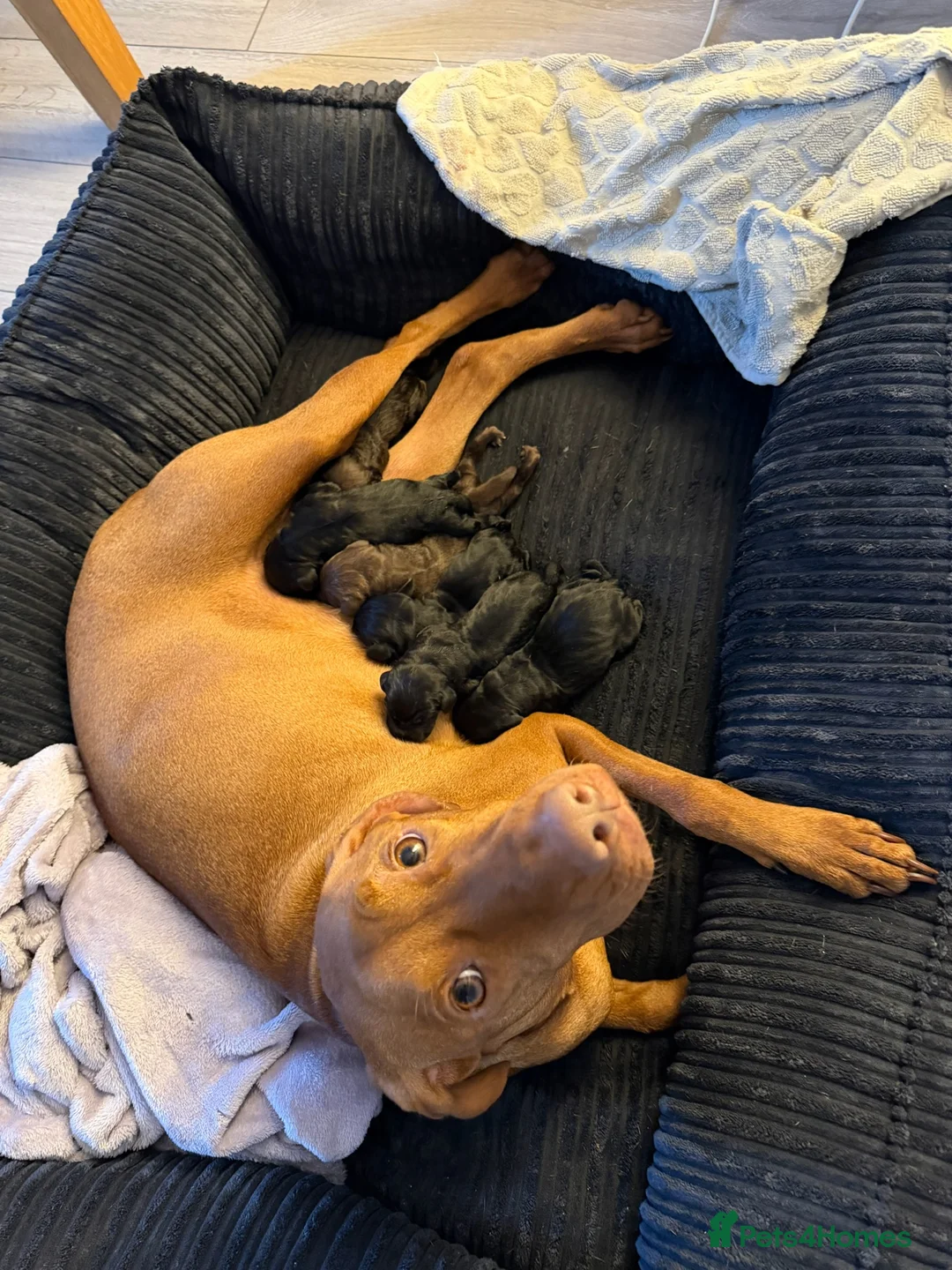 Mixed Breed dogs for sale: Vizmaraner puppies  - Advert 3