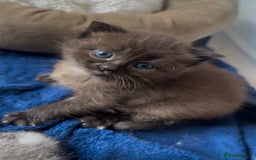 Perdoll cats for sale: FLUFFY PERDOLL KITTENS - Image 5