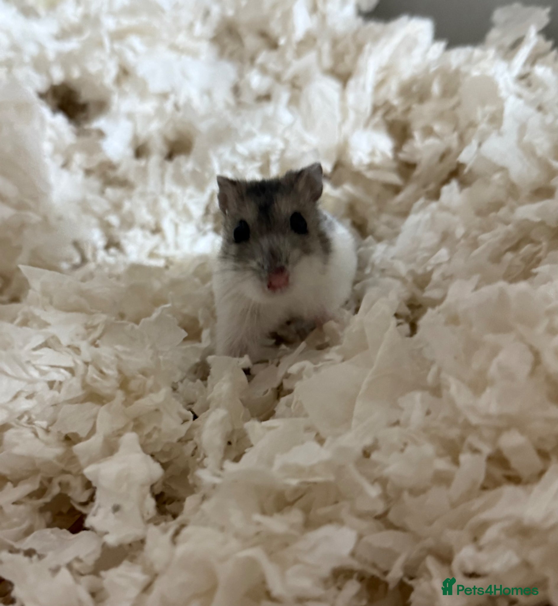 Hamster rodents Russian Dwarf Hamster - Advert 2