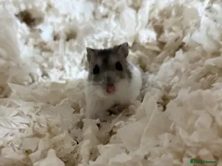 Hamster rodents Russian Dwarf Hamster - Advert 1