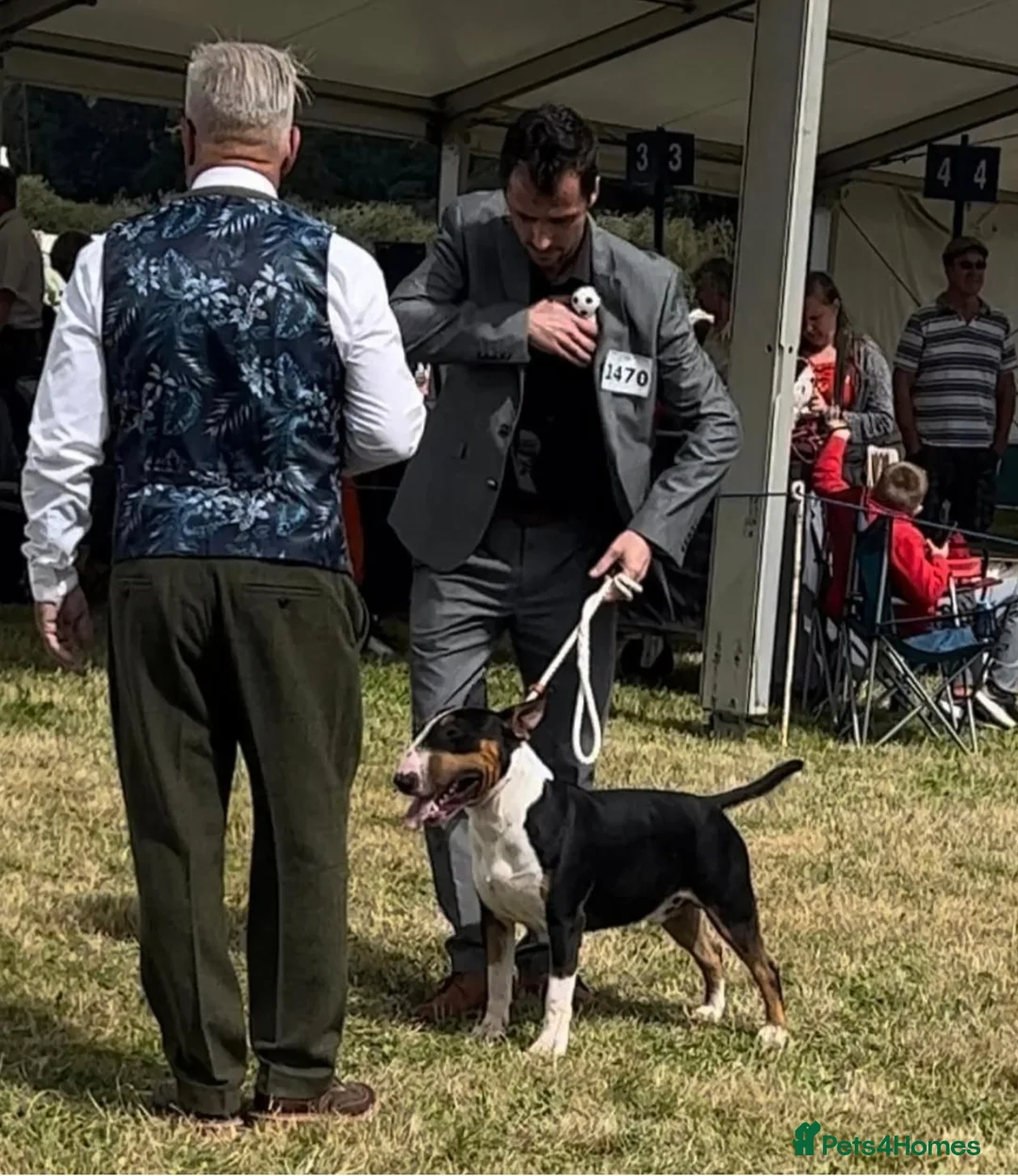 English Bull Terrier dogs for stud: KC registered stud - Advert 4