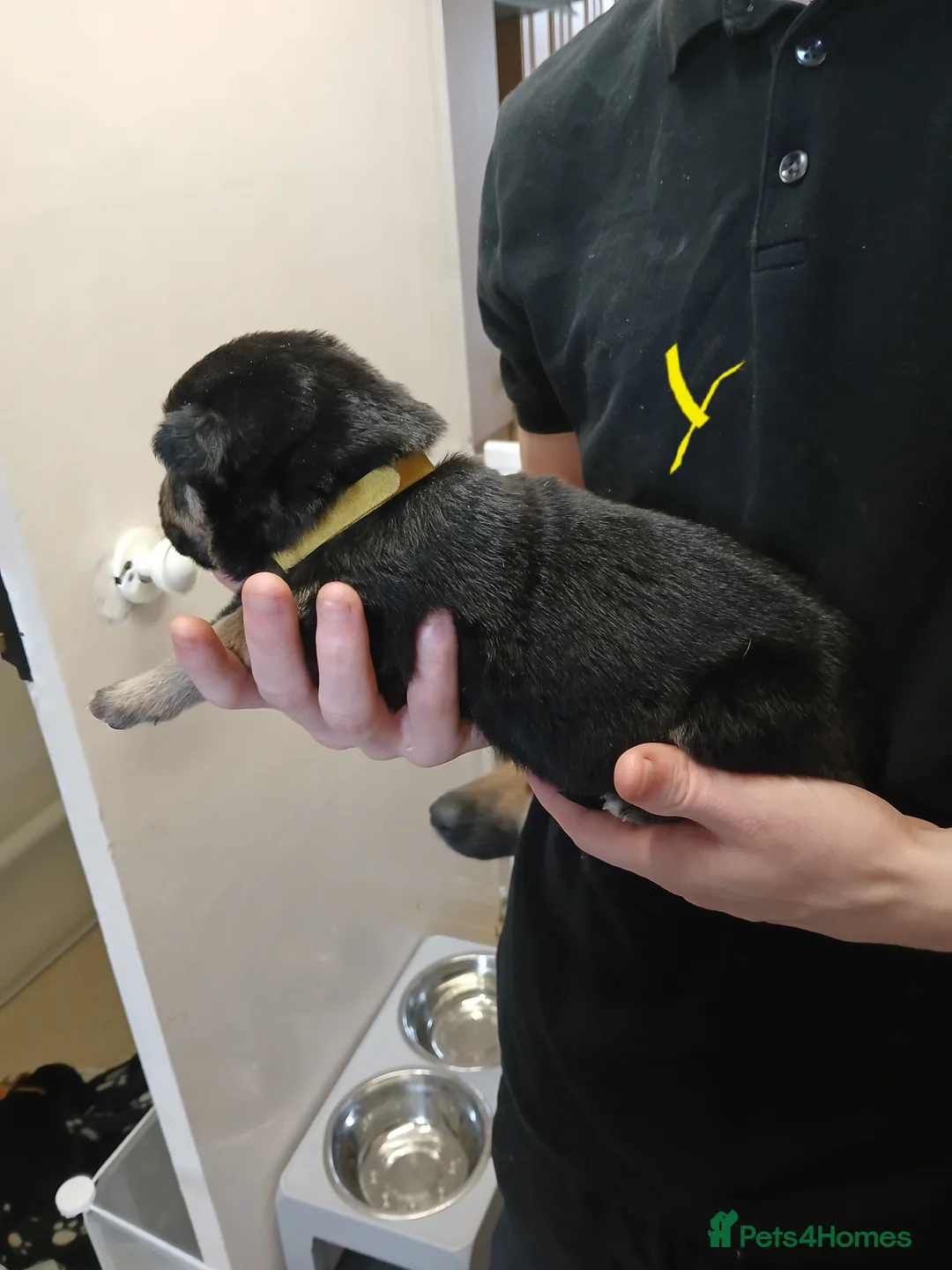 German Shepherd dogs for sale: German shepards  - Advert 23