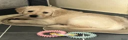 Golden Retriever dogs for sale: ⭐️ 4 beautiful puppies looking for forever homes⭐️ - Advert 17