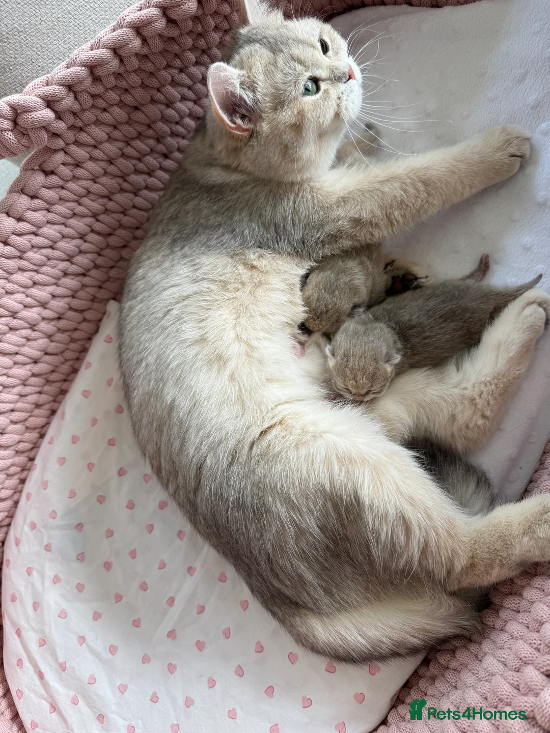 British Shorthair cats for sale: Blue Golden British Shorthair kitty - Advert 24