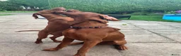 Hungarian Vizsla dogs for stud: Rare Deep Golden Rust Colour  in Chepstow - Advert 17