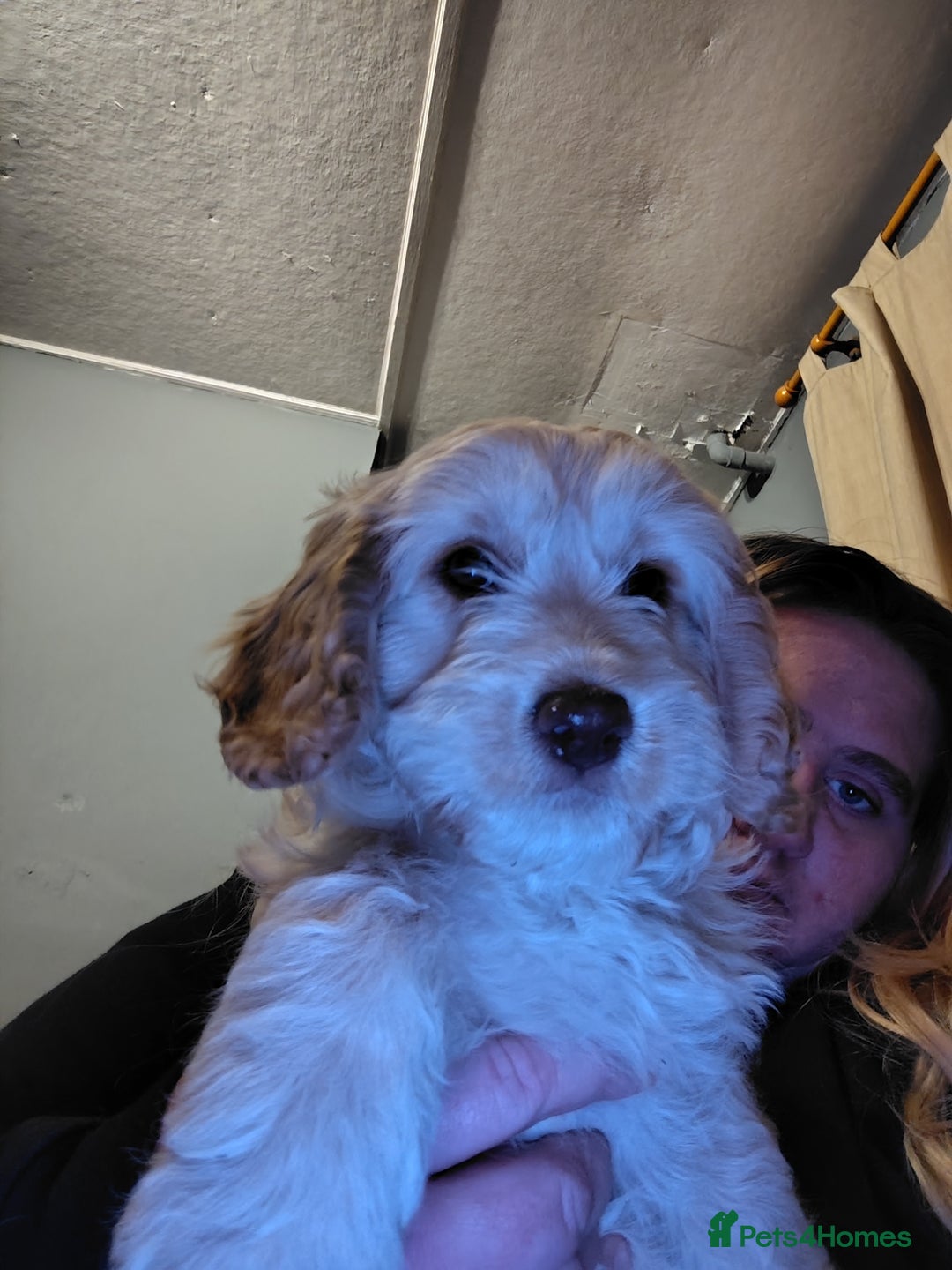 Cockapoo dogs for sale: Cockapoo puppies f2 ready now  - Advert 8