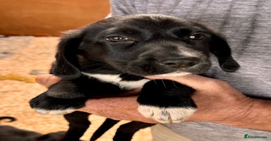 Mixed Breed dogs - Advert 16