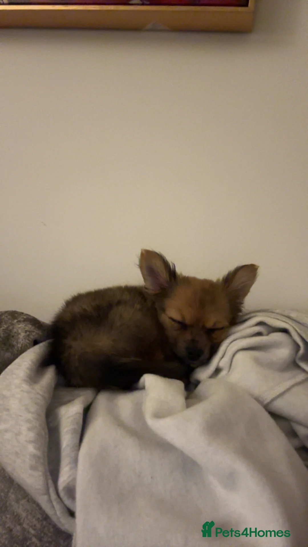Pomchi dogs for sale: Pomchi girl ❤️ - Advert 2