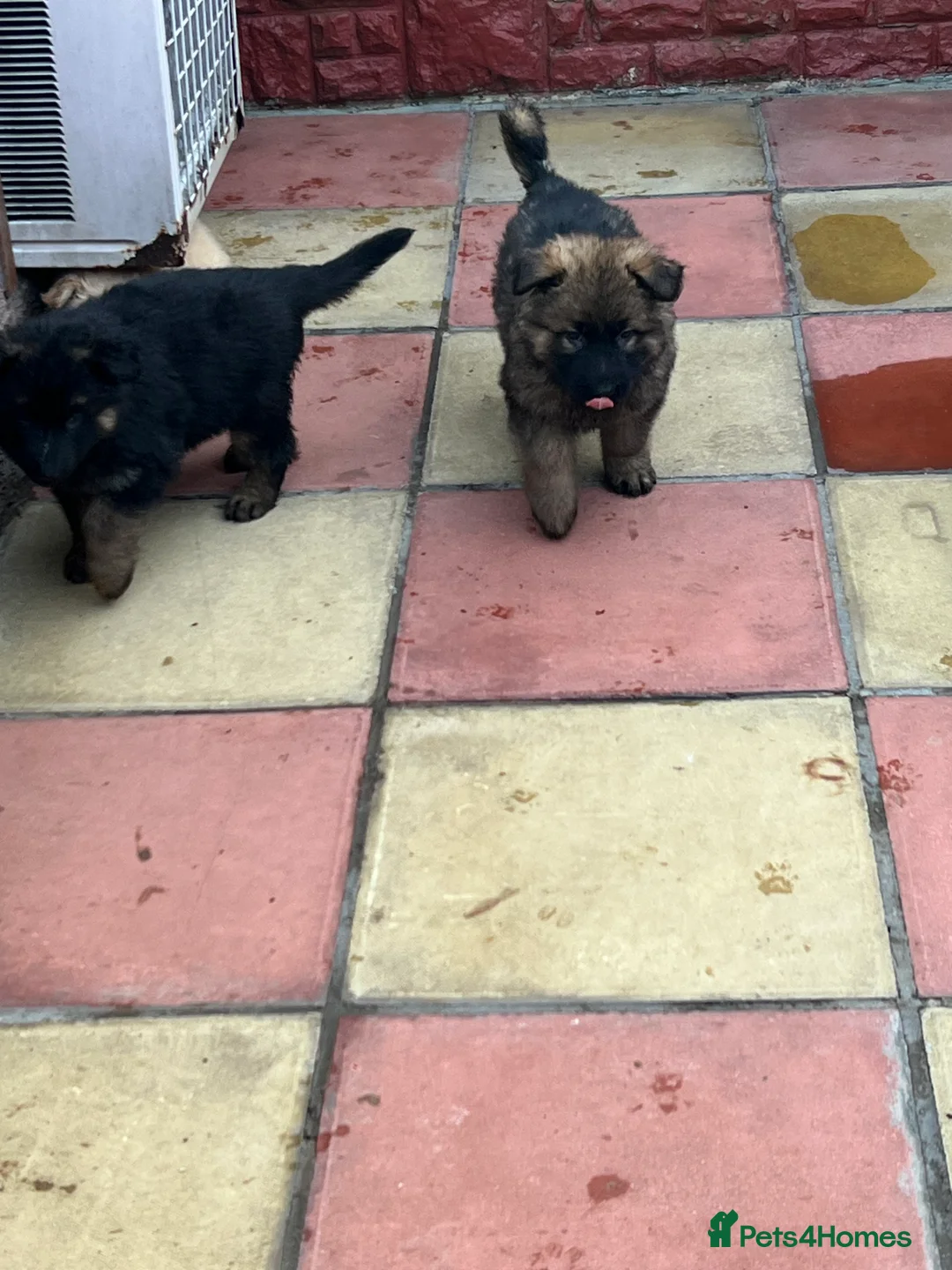 German Shepherd dogs for sale: Beautiful long haired straight back GSD babies  - Advert 17