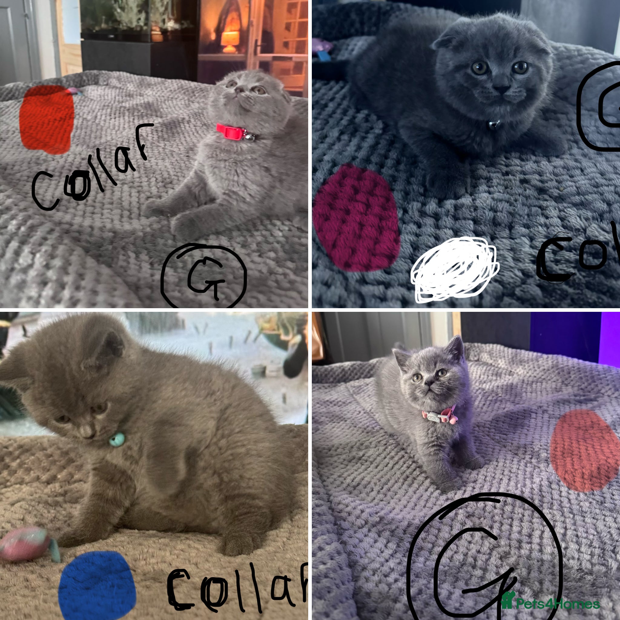 Scottish Fold cats British Shorthair cross Scottish Folds - Advert 2