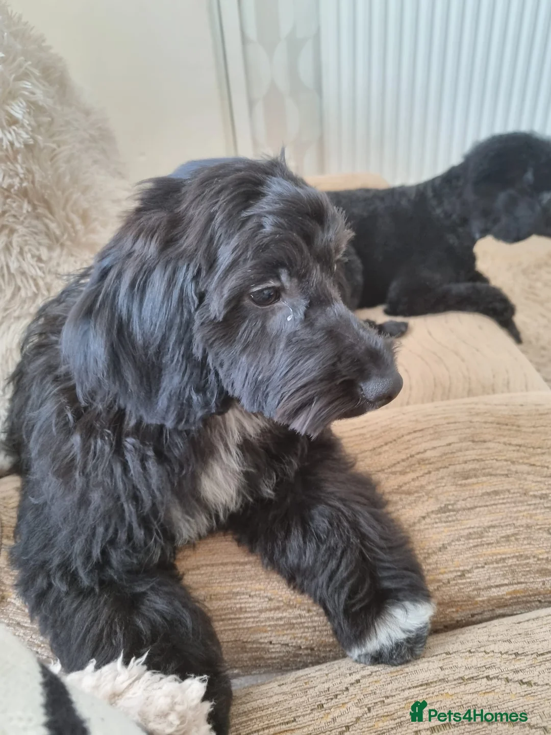 Cockapoo dogs for sale: Cockapoo - Advert 2