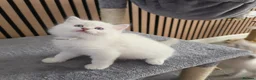 Ragdoll cats for sale: 🩷TICA registered Ragdolls🩷 - Advert 20