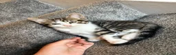 Mixed Breed cats for sale: Kittens - Advert 5