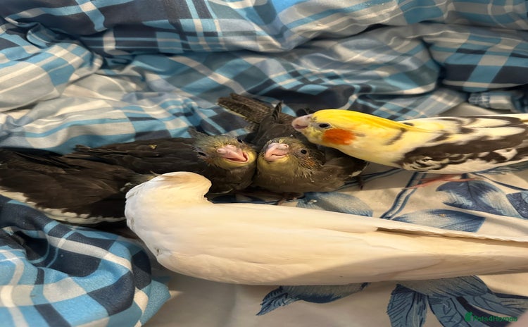 Cockatiels birds - Advert 6