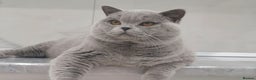 British Shorthair cats for sale: Excellent Champion line  - Advert 11
