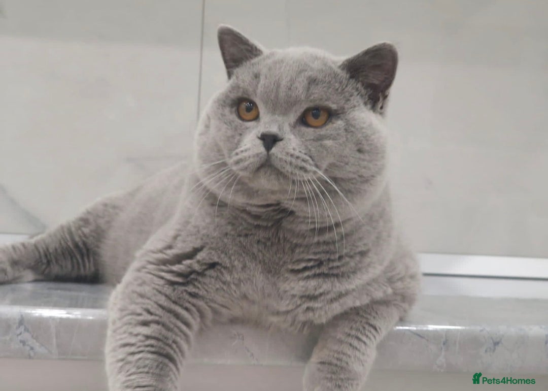British Shorthair cats for sale: Excellent Champion line  - Advert 11
