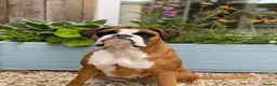 Boxer dogs for sale: 1 gorgeous pedigree white boxer male  - Advert 6