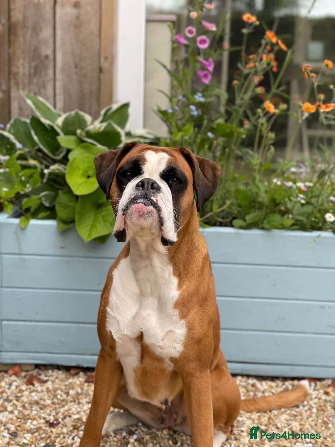 Boxer dogs for sale: 1 gorgeous pedigree white boxer male  - Advert 6
