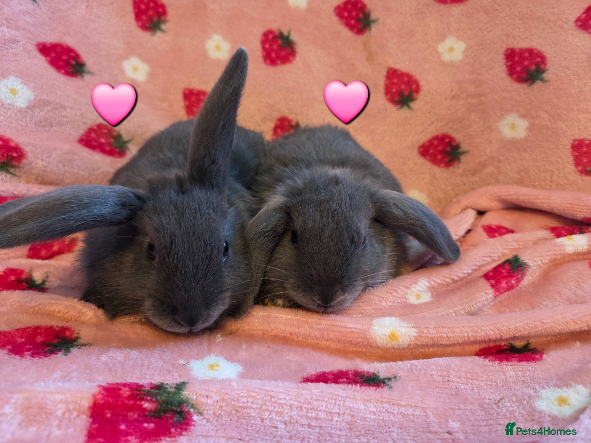 Mini Lop rabbits Very tame smokey Grey otter Mini lop 8 weeks old - Advert 1