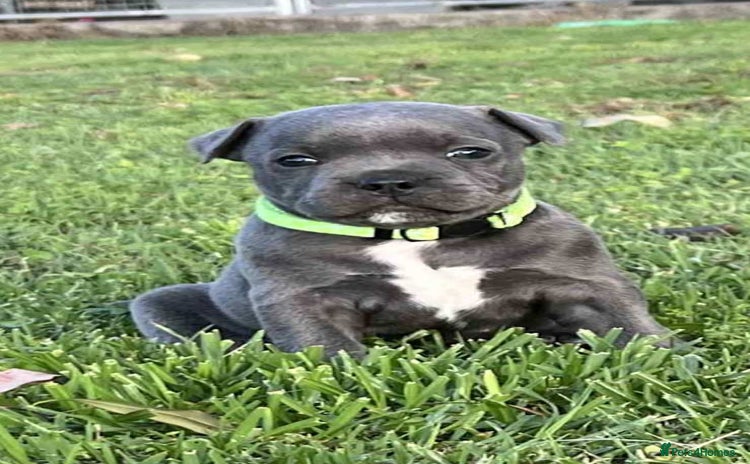 Staffordshire Bull Terrier dogs - Advert 6