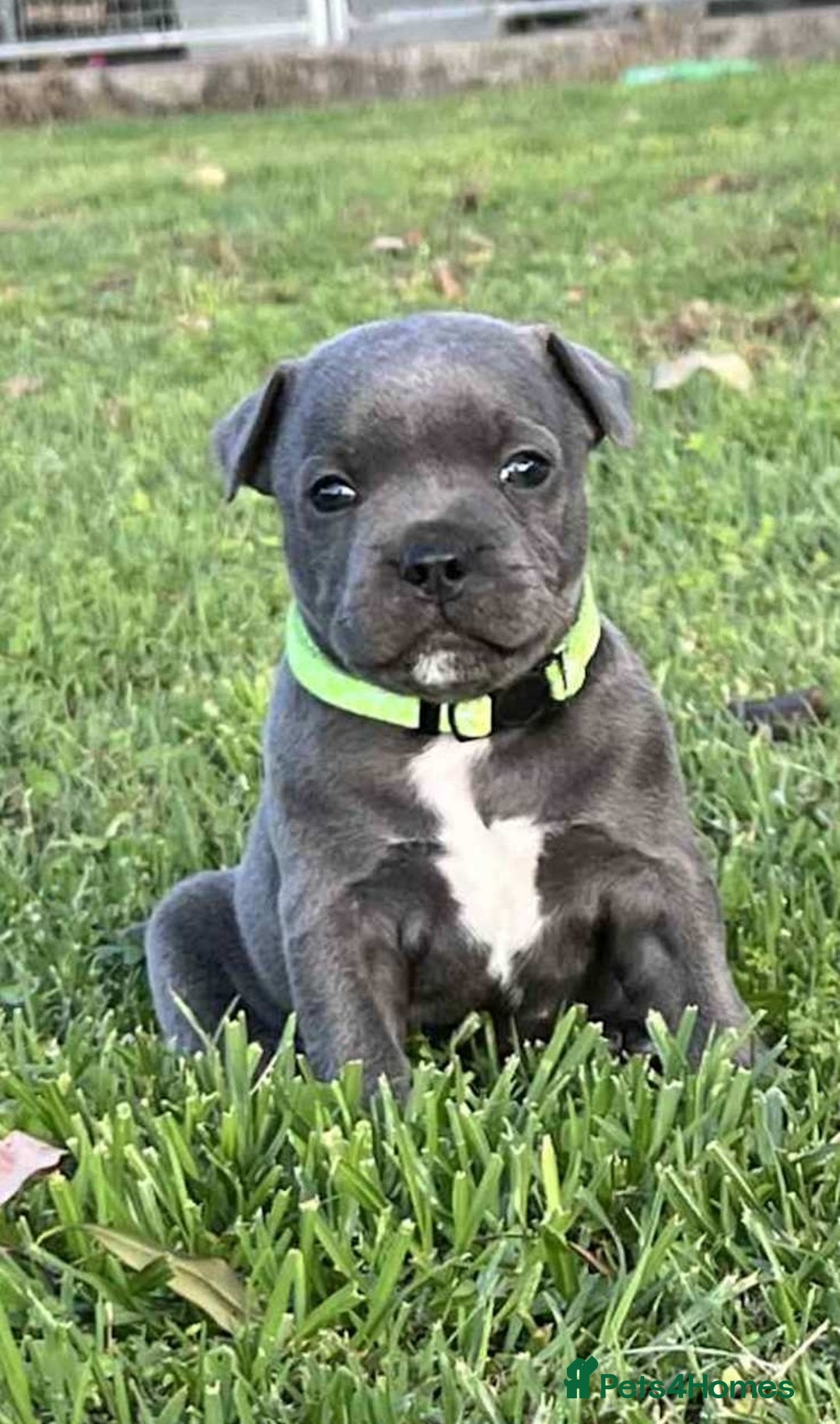 Staffordshire Bull Terrier dogs for sale: Blue English Staffy's bull terrier** - Image 1