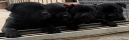 Staffordshire Bull Terrier dogs for sale: Repeat mating of an amazing litter  - Advert 2