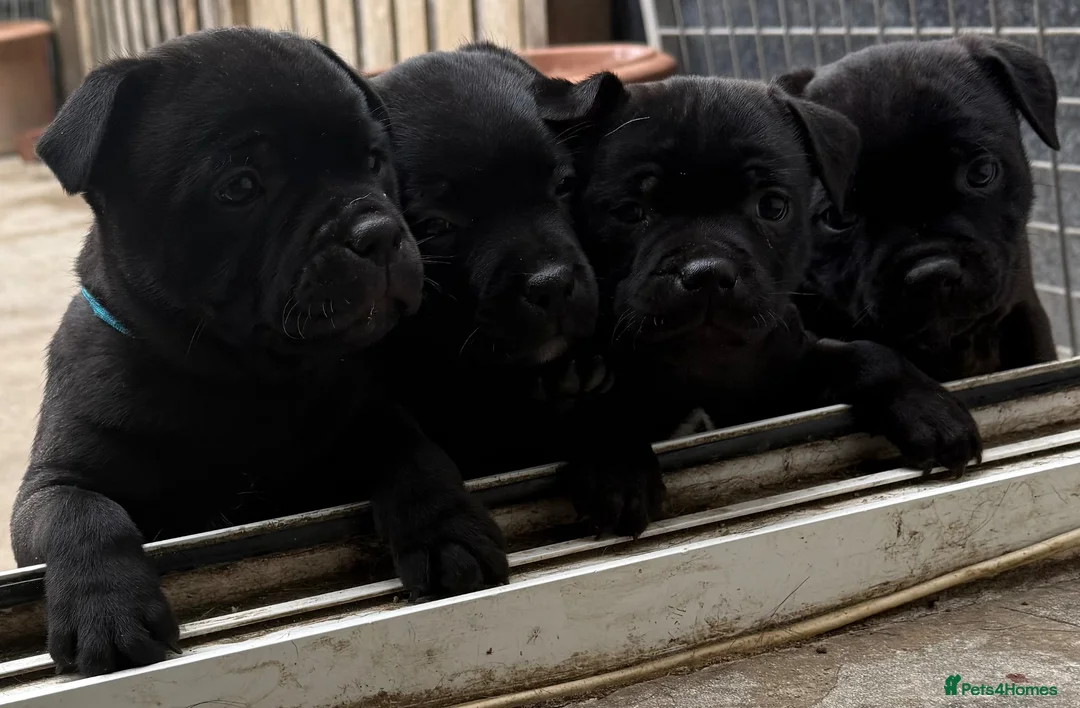 Staffordshire Bull Terrier dogs for sale: Repeat mating of an amazing litter  - Advert 2