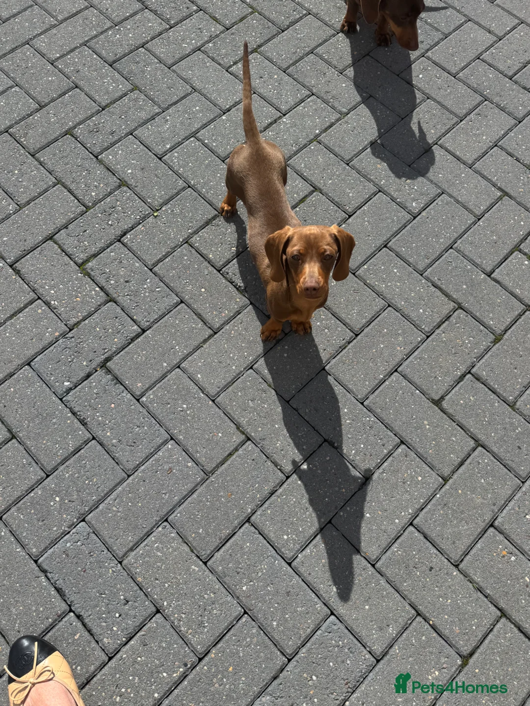 Miniature Dachshund dogs for sale: Girl mini dachshund in Telford - Advert 9