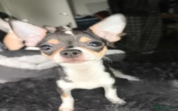 Chihuahua dogs for sale: Gorgeous tiny chibuahuas - Image 7