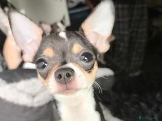 Chihuahua dogs Gorgeous tiny chibuahuas - Advert 16