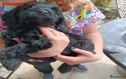 Cockapoo dogs for sale: Pure black cockerpoo  puppies  - Image 6