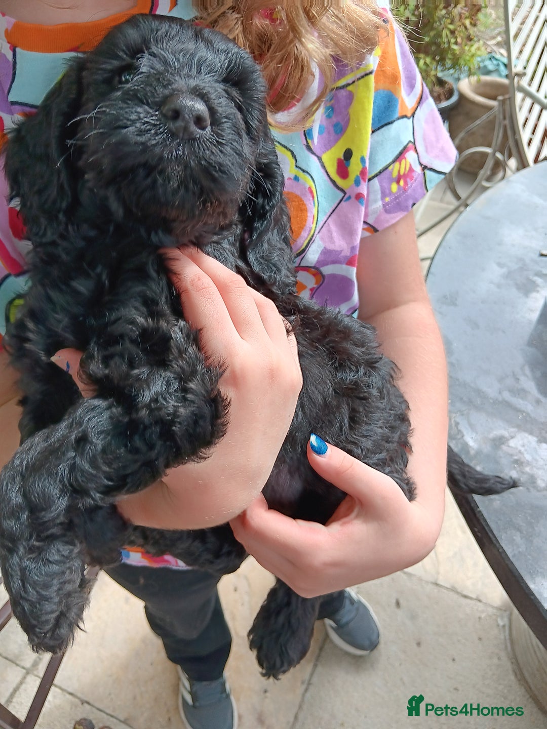 Cockapoo dogs for sale: Pure black cockerpoo  puppies  - Image 6
